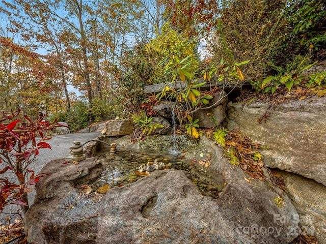 view of local wilderness