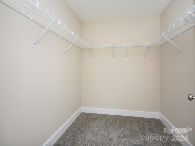 walk in closet with carpet floors