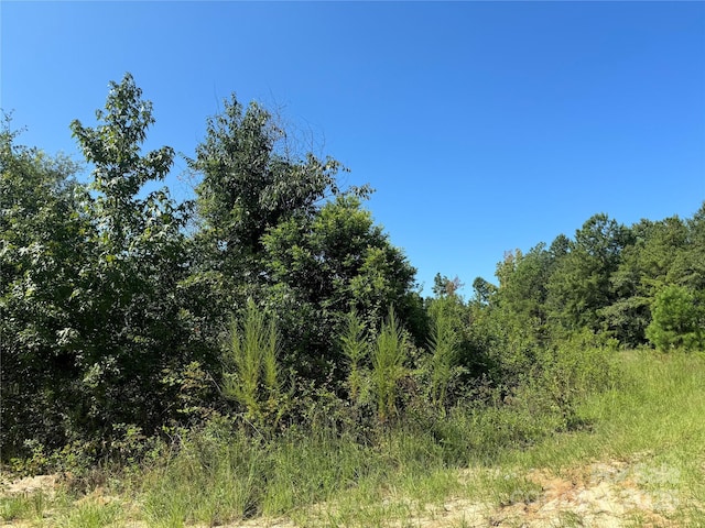 view of local wilderness