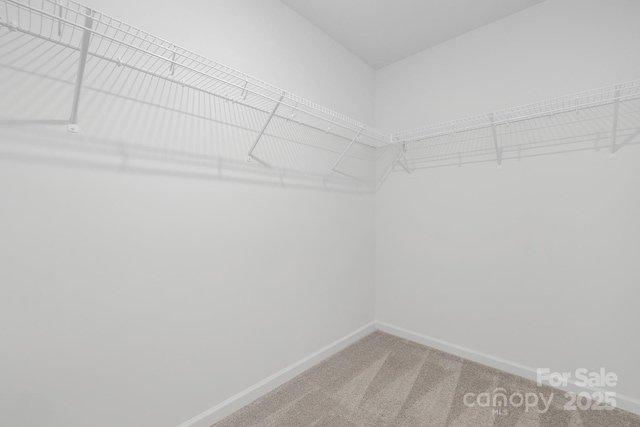 spacious closet featuring carpet flooring