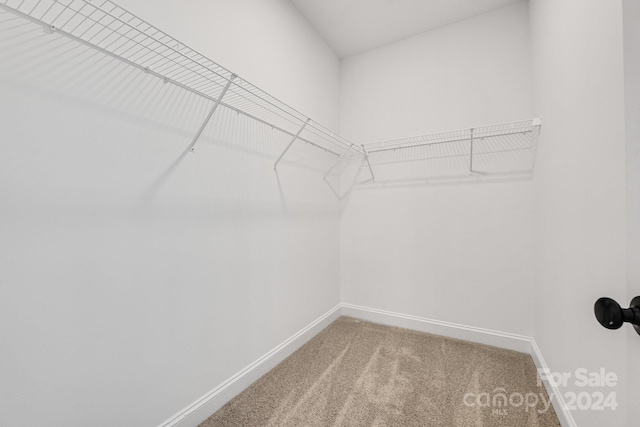 walk in closet with carpet floors