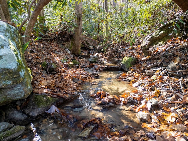 view of local wilderness