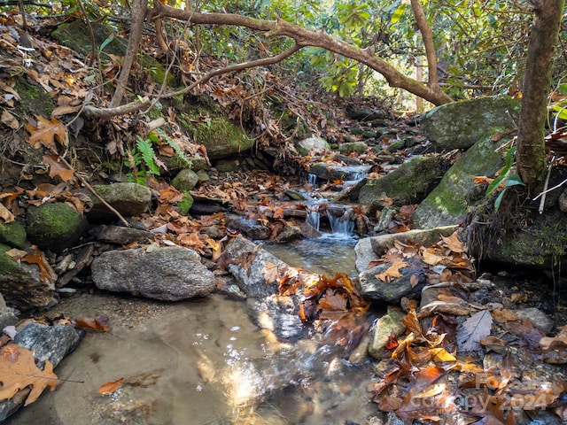 view of local wilderness