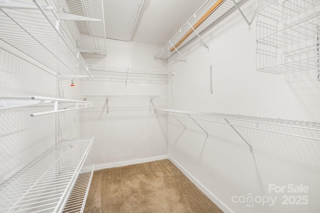 spacious closet featuring carpet floors