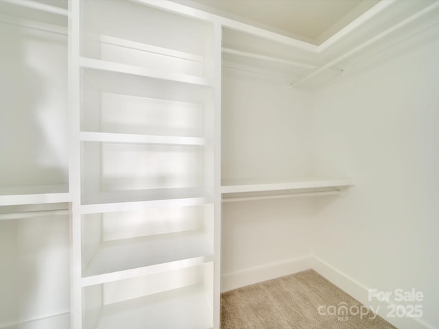 spacious closet featuring carpet floors