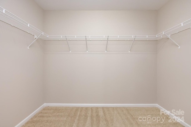 spacious closet featuring carpet flooring