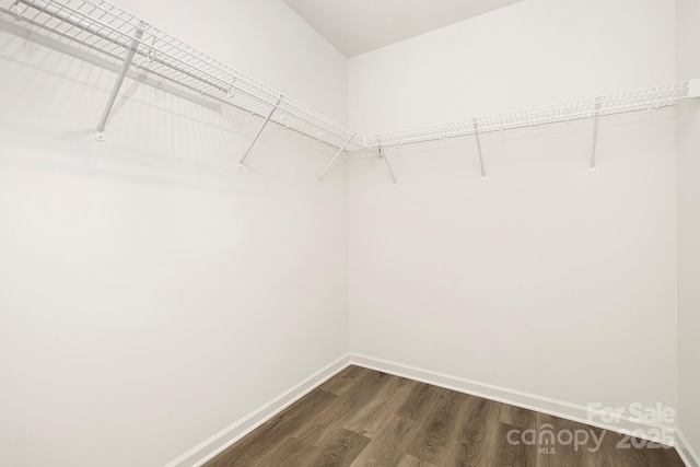 spacious closet featuring dark wood-type flooring