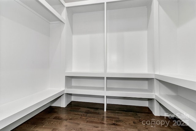 spacious closet featuring dark wood finished floors