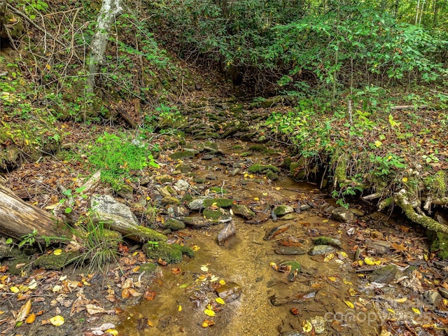 view of local wilderness