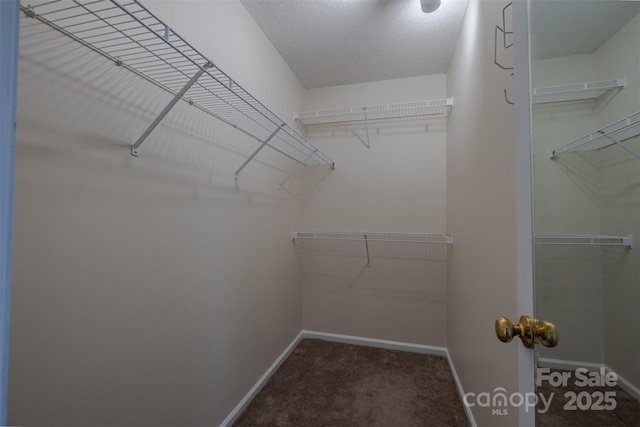 walk in closet featuring carpet floors