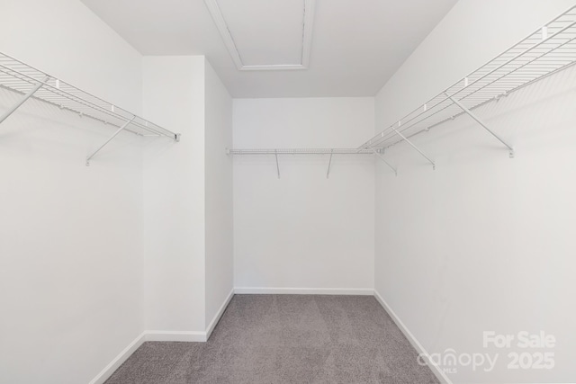 spacious closet with carpet