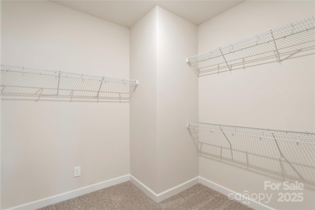 walk in closet featuring carpet floors