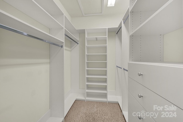 walk in closet featuring carpet floors