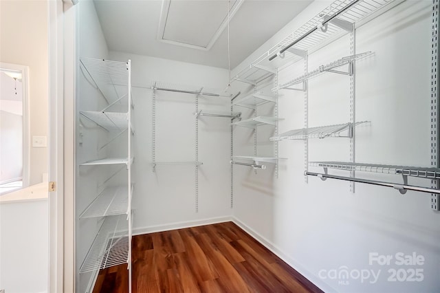 walk in closet with dark wood-type flooring