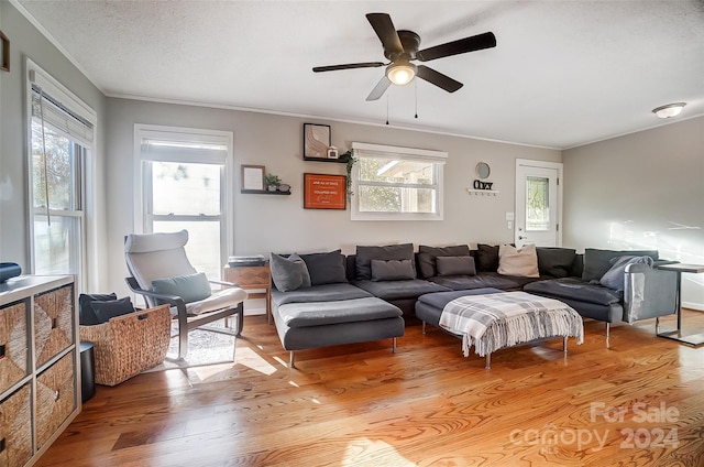 living room with ceiling fan, a textured ceiling, light wood-type flooring, and ornamental molding