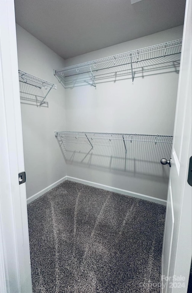 walk in closet with carpet floors