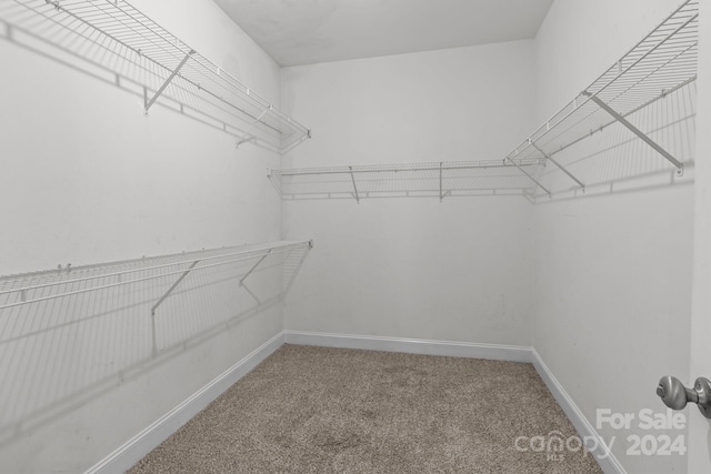 walk in closet featuring carpet