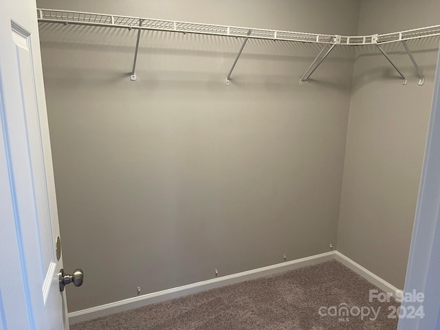 walk in closet featuring carpet floors