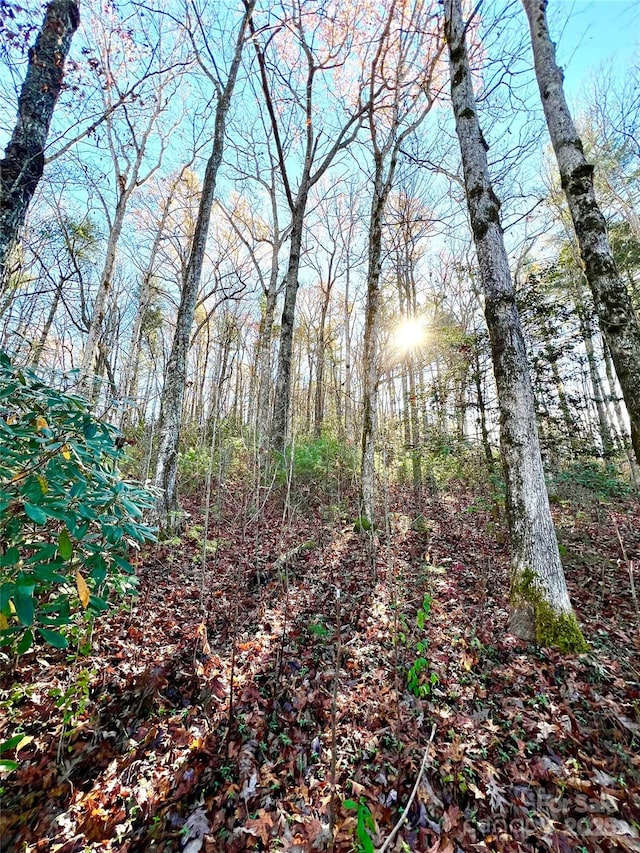 view of local wilderness