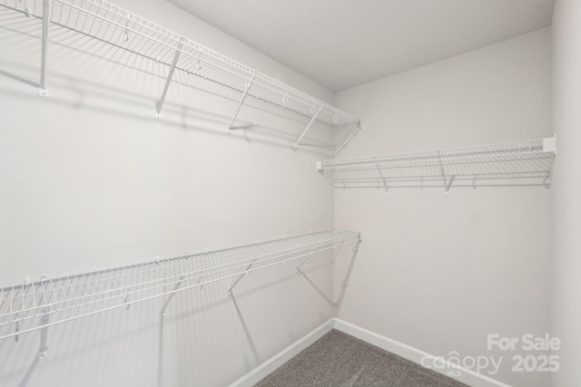 walk in closet featuring carpet