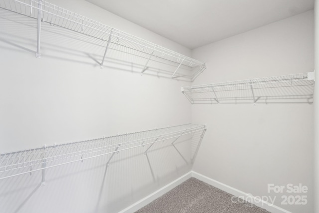 spacious closet featuring carpet floors