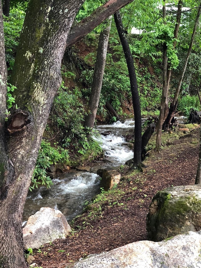 view of local wilderness