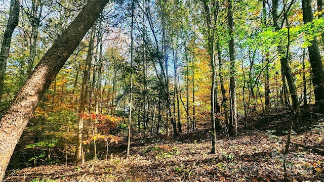 view of local wilderness