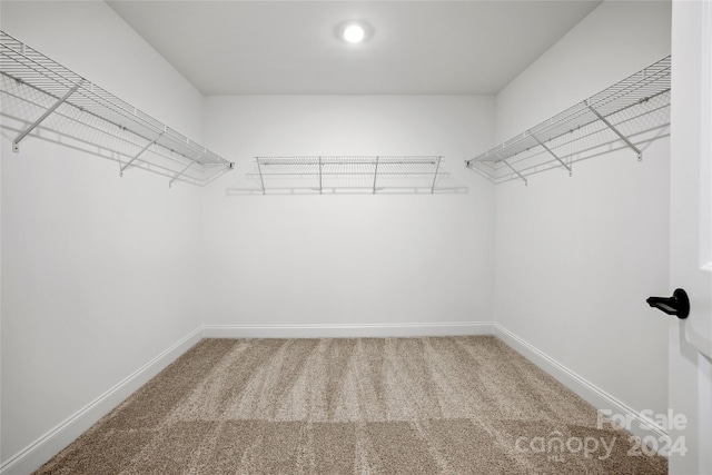 spacious closet featuring carpet