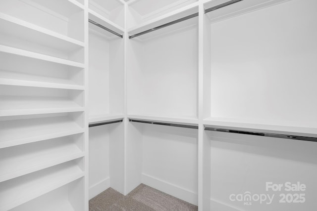 spacious closet featuring carpet floors