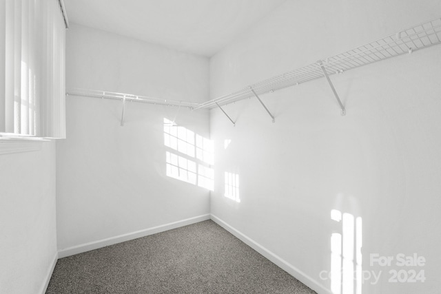 spacious closet featuring carpet floors