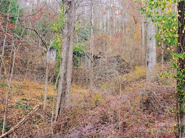 view of local wilderness