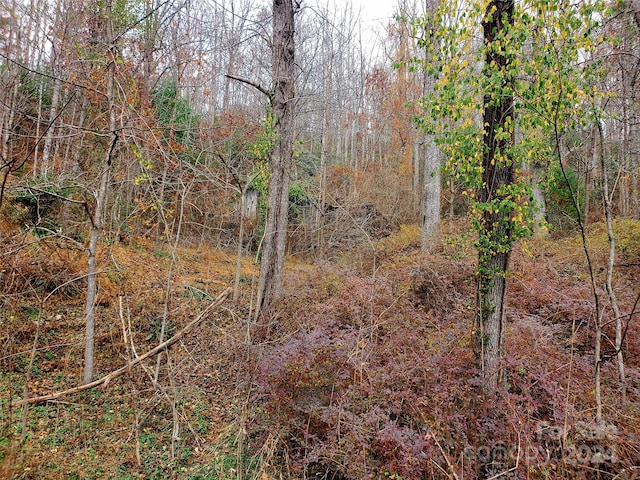 view of local wilderness