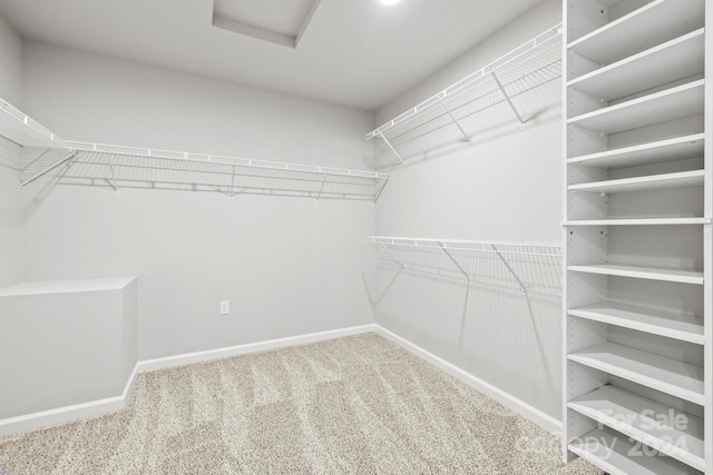 spacious closet featuring carpet floors