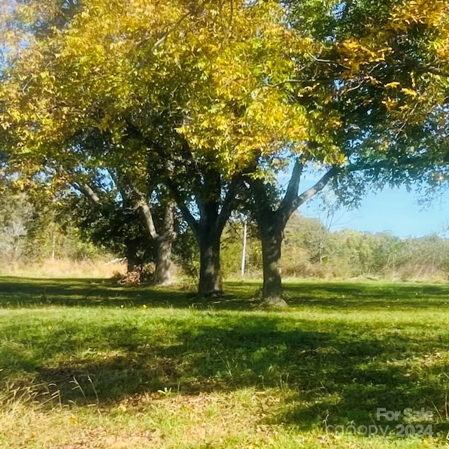 view of local wilderness