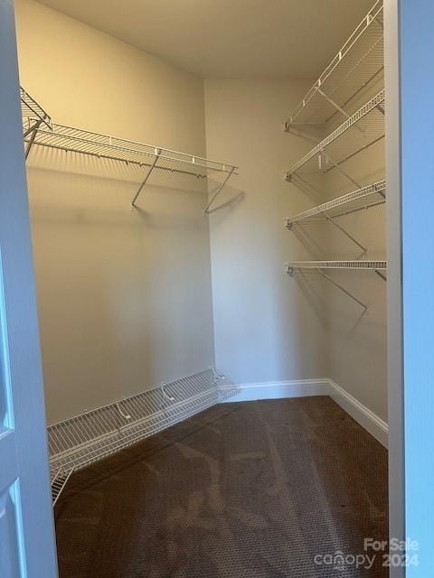 spacious closet featuring carpet