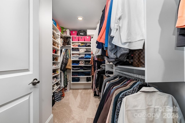 spacious closet featuring carpet flooring