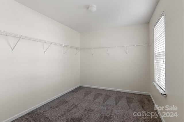 walk in closet featuring dark colored carpet