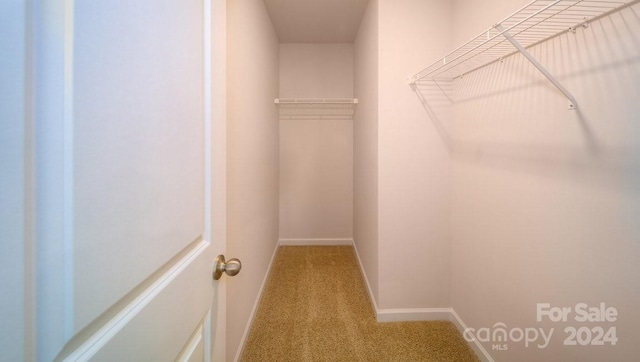 spacious closet featuring carpet floors