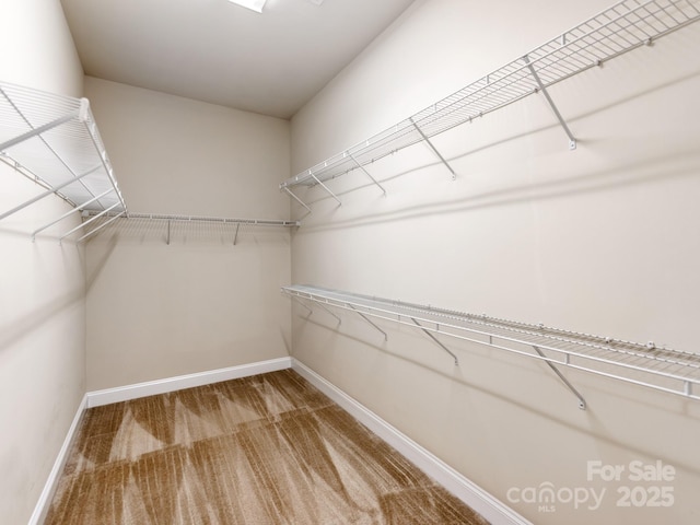 spacious closet featuring carpet