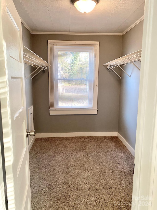 walk in closet with carpet flooring