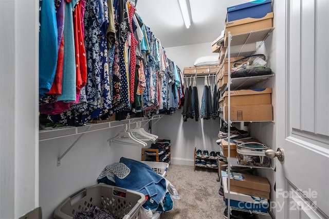 walk in closet with carpet floors