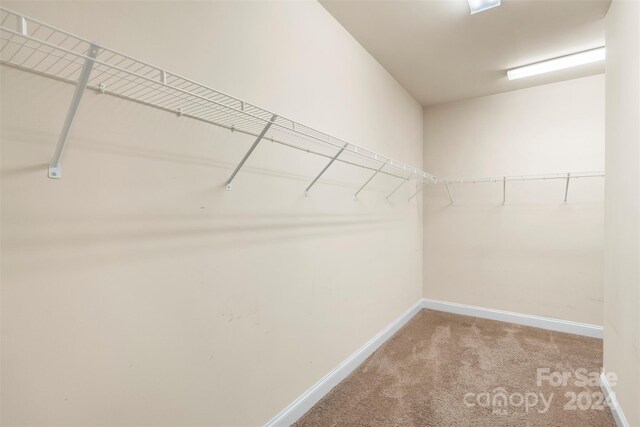 spacious closet featuring carpet floors