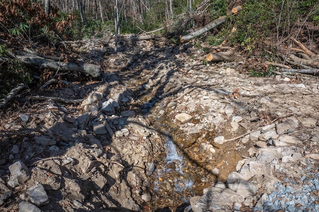 view of local wilderness