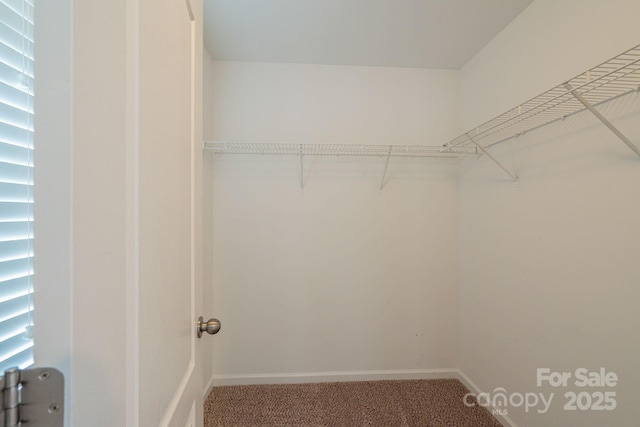 walk in closet featuring carpet floors