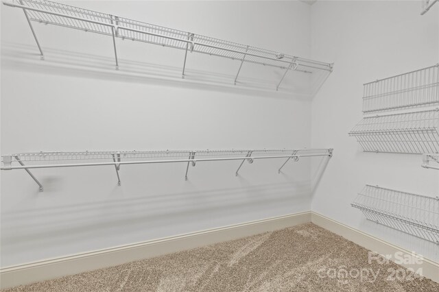 walk in closet with carpet floors