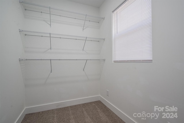 walk in closet with carpet flooring