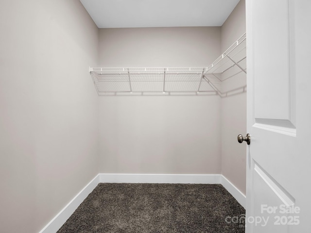 walk in closet with carpet floors