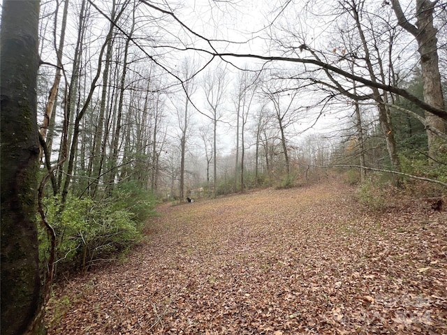 view of local wilderness