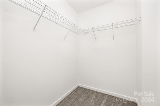 spacious closet featuring carpet flooring