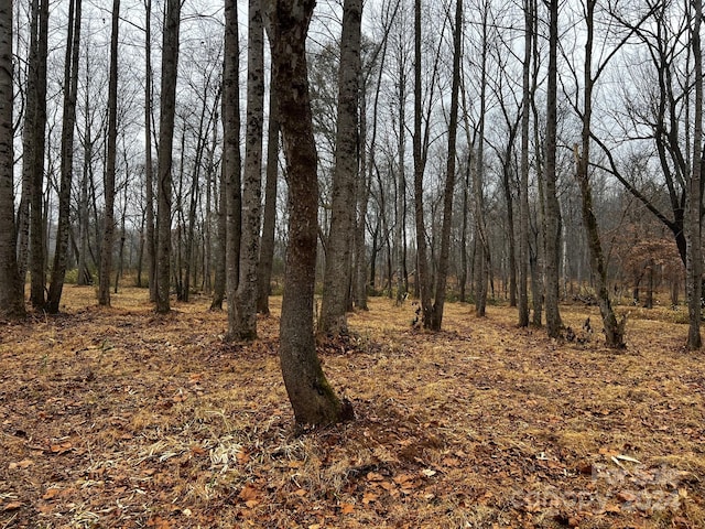 view of local wilderness